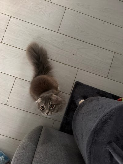 A grey and brown fluffy cat with amber eyes is positioned on a light-colored wooden floor. The cat is looking upwards towards the camera. To the right of the cat, a dark grey fuzzy object, possibly a blanket or piece of furniture, is partially visible. Another grey upholstered object is in the foreground at the bottom of the image. The setting appears to be indoors. There is no visible indication of the city of Vovchynets, Ukraine.