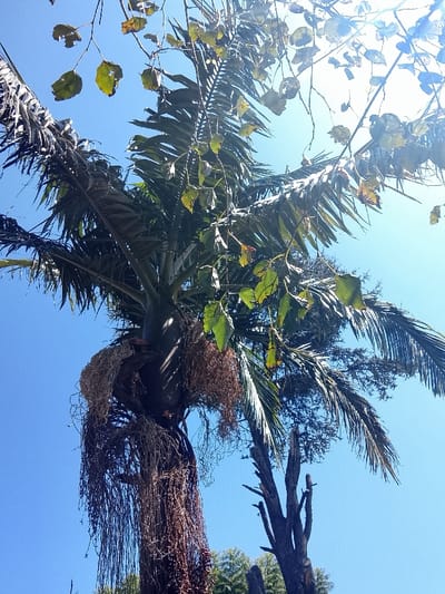 An outdoor scene in Bernal Este, Argentina, displays a close-up, upward-angled view of a large palm tree against a clear blue sky. The palm tree occupies the central and left portions of the frame, featuring numerous dark green to dry brown fronds extending outwards. The lower visible trunk exhibits a dense cluster of dried, fibrous brown material and what appear to be hanging aerial roots or remnants of old infructescences. In the foreground, partially obscuring the palm fronds, are thin branches with several small, broad leaves, some green and others yellowish-green, with signs of minor damage or holes. Bright sunlight illuminates the scene, causing a noticeable flare in the upper right quadrant. To the lower right of the palm, a dark, bare tree trunk with several broken or pruned branches is visible. Additional green foliage from distant trees can be faintly seen in the lower background. No people, animals, or actions are depicted.
