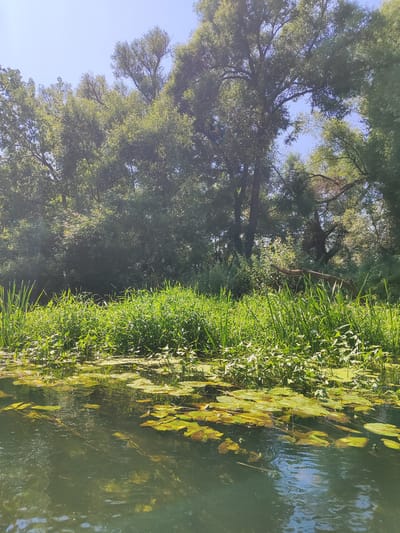 The image depicts a serene natural scene. In the foreground, a body of dark green water is visible, covered with numerous lily pads and aquatic vegetation. The water surface is rippled, indicating gentle movement. Behind the water, a dense bank of lush green reeds and tall grasses grows along the edge. Beyond the reeds, a dense forest of mature trees with full green canopies dominates the background. The trees are tall and spread widely, with some branches extending over the water. The sky above is a clear, pale blue with no clouds. The overall impression is one of a tranquil, undeveloped natural environment, likely a riverbank or lake edge. There are no visible people or man-made structures in the image. The scene is consistent with a natural wetland or riparian zone in a rural or undeveloped area. The city of Maloe Ivanovskoe, Russia, is known for its natural landscapes and proximity to waterways, making this scene plausible for that location.
