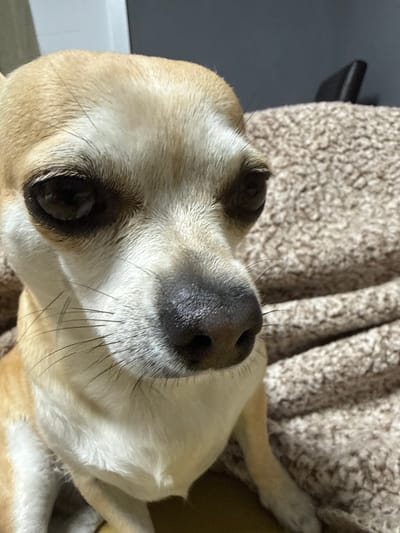 The central subject is a small, short-haired dog, consistent with a Chihuahua, positioned in the left and center of the frame. Its fur is predominantly tan on the upper head and ears, transitioning to white on the muzzle, chest, and underside. The dog has large, round, dark brown eyes, a black nose with visible nostrils, and fine black whiskers protruding from its muzzle. It appears to be looking slightly to its right, with a neutral expression. The dog rests on a light brown, textured, plush blanket or fabric. The background consists of an out-of-focus, dark gray or black surface in the upper left, and a blurred, angular, dark object, possibly part of a furniture piece or equipment, in the upper right quadrant of the frame. The scene is illuminated by soft, ambient light, suggesting an indoor setting.