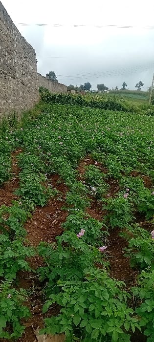 A field of potato plants with pink and white flowers dominates the scene. Dark brown soil is visible between the rows. A stone wall borders the field's left side. In the background, trees are visible, and overhead, the sky is overcast with powerlines slightly visible as well. The image appears rotated to the left.
