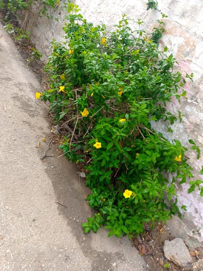 The image depicts a patch of green foliage with bright yellow flowers growing alongside a concrete structure, possibly a wall, and a paved surface. The concrete structure appears weathered, with some peeling paint or discoloration. The paved surface is rough and textured, showing signs of wear. The foliage is dense and lush, with numerous leaves and stems. Several yellow flowers, some fully open and others still in bud, are scattered throughout the plants. The scene appears to be an outdoor environment, possibly an urban or semi-urban area. There are no people or animals visible in the image. The lighting suggests it is daytime, with some shadows present. The overall impression is of a natural element growing in a man-made environment. The image does not provide any specific details that would allow for a precise location within El Maco, Venezuela.