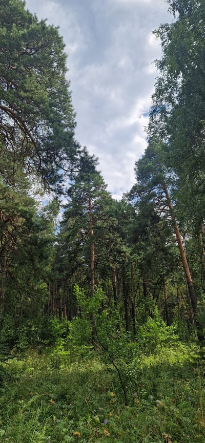 The image depicts a dense forest with tall pine and birch trees. The ground is covered with lush green grass, wildflowers, and various undergrowth. Sunlight filters through the canopy, casting dappled shadows on the forest floor. The sky above is partly cloudy with a mix of blue sky and white clouds. This scene is typical of the forested areas surrounding the city of Miass, Russia, which is known for its natural beauty and extensive woodlands, particularly in the Ural Mountains region. There are no people or animals visible in the image.