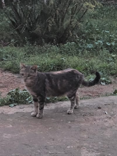 The scene, located in Oumazza, Morocco, features a single feline subject positioned centrally on an unpaved, compacted dirt surface. The cat exhibits a mottled fur pattern, predominantly dark grey, black, and brown, consistent with a tortoiseshell coloration. It stands with its body angled slightly to the left of the viewer, head showing minor motion blur, and its dark tail curves upward at the tip. The immediate ground consists of earth interspersed with sparse green vegetation. The background is densely populated with various green plants and taller, darker foliage, indicative of an uncultivated outdoor environment. No other subjects, objects, or interactions are present.