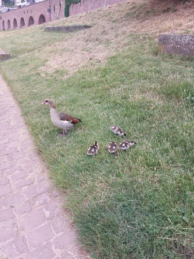In Heidelberg, Germany, near the Neckar River, an adult Egyptian goose and five goslings graze on a grassy slope adjacent to a red brick arched walkway. The adult goose, with its distinctive markings around the eyes and beak, stands to the left, while the goslings are scattered to its right, some foraging. The walkway is paved with reddish-brown bricks and bordered by green grass, which transitions into drier, sparser vegetation further up the slope. A red brick retaining wall with arches runs along the top of the slope, partially covered in ivy. A concrete structure, likely a bench or border, sits on the grass. The scene is captured during daylight hours.