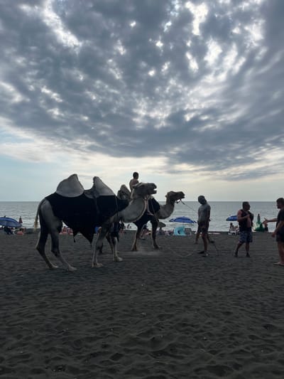 The image depicts a beach scene in Ureki, Georgia, with a group of people and camels on the dark sand. The sky is overcast with dramatic, textured clouds, suggesting either early morning or late afternoon. The sea is visible in the background, calm and meeting the horizon under the subdued light.

The primary subjects are several camels adorned with black coverings, led by people. The camels are positioned in a line, and it appears they are being walked along the beach, possibly for rides or a procession. The people are dressed casually in swimwear and t-shirts, indicating a warm climate and a recreational setting. Some individuals are observing the camels, while others are actively involved in leading them. Beach umbrellas and what might be beach furniture are scattered further down the shore, suggesting a populated tourist area.

The overall mood is one of relaxed activity. The lighting, while not bright, is sufficient to clearly distinguish the subjects and the environment. The focus on the camels and the people interacting with them suggests this is a tourist attraction or a local event. No text is visible in the image.