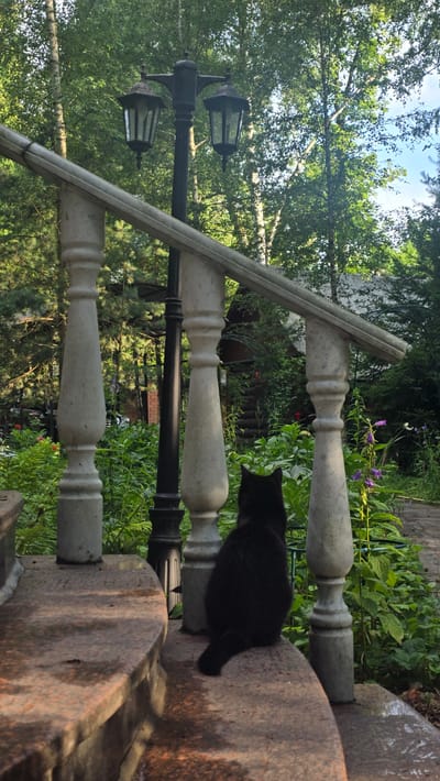In Il'inskiy, Russia, a black cat is perched on a stone step, facing away from the camera. The cat is situated in front of a white stone balustrade, which is part of a staircase. Behind the balustrade, a black lamppost with two lanterns stands tall, silhouetted against a backdrop of lush green trees and foliage. The scene appears to be an outdoor setting, possibly a garden or a residential area, with a glimpse of a house roof visible through the trees. The lighting suggests it is daytime, with sunlight filtering through the leaves, creating dappled shadows. The environment is verdant and appears to be a peaceful, natural setting.