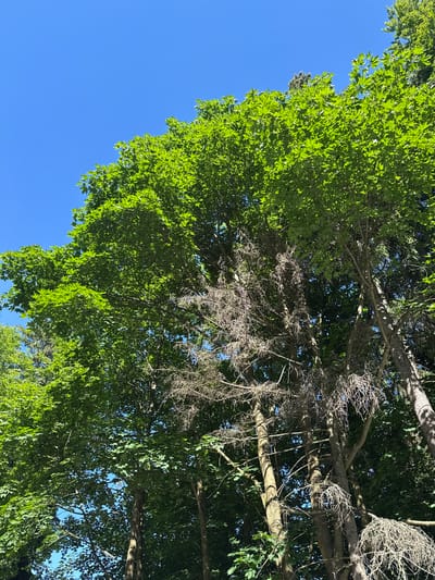 This is a low-angle, full-frame shot of trees against a bright blue sky. The image captures a cluster of trees with varying states of health. On the left and partially in the center, lush green foliage dominates, with large, vibrant leaves filling the upper portion of the frame. To the right and partially in the center, a dead or dying tree stands out with its bare, grey branches and twiggy structure, starkly contrasting with the surrounding greenery. The dead branches are intricately intertwined, creating a delicate, almost skeletal appearance. The scene appears to be an outdoor setting, likely a forest or park, given the dense tree cover and clear sky. The location is identified as Szklarska Poręba, Poland. There are no people or animals visible in the image. The lighting suggests a sunny day with the sun high in the sky, casting shadows that are not prominent in this particular composition.