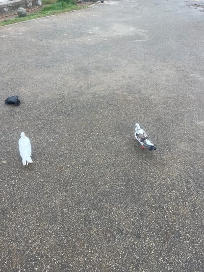 The image shows a paved surface, likely a road or sidewalk, with scattered debris. There are two pigeons, one in the mid-ground and another further away, and two pieces of plastic trash, one black and one white, in the foreground. The pigeon in the mid-ground is a rock dove with gray and white plumage. The black trash appears to be a plastic bag. The white trash is also a plastic bag, crumpled and white. The setting is outdoors, possibly in an urban area, given the pavement and debris. The lighting suggests it is daytime, with no strong shadows indicating a specific time. The weather appears to be clear. There are no people visible in the image. The location is identified as Karum, Nigeria.