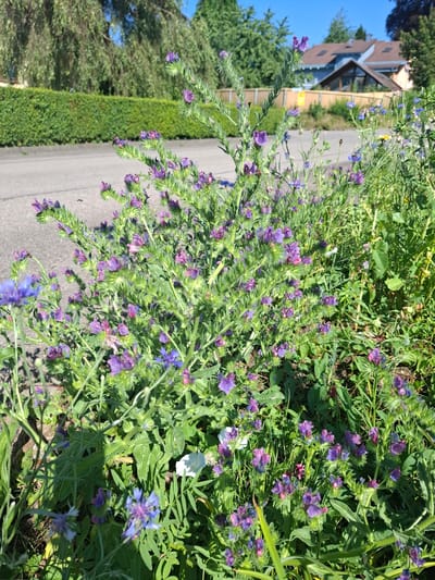 The image depicts a patch of wildflowers, primarily featuring purple viper's bugloss (Echium vulgare) and some cornflowers (Centaurea cyanus), growing along the edge of a paved road. The vegetation is lush and appears natural, suggesting it's a roadside verge or a less manicured area. In the background, a neatly trimmed green hedge runs parallel to the road, and beyond that, a wooden fence encloses residential properties. Two houses with tiled roofs are visible further in the distance. The sky is a clear blue, indicating a sunny day. The scene is located in the municipality of Klettgau, Germany, based on the metadata. There are small insects, possibly bees or flies, visible among the flowers, suggesting ecological activity. No people are present in the image.
