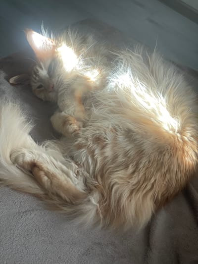 A fluffy, orange-and-white cat is lying curled up on a grey, textured surface, possibly a blanket or rug, in what appears to be a home environment. Sunlight streams across the cat's body, creating bright highlights and shadows. The cat's fur is long and appears soft, with areas of lighter and darker orange tones. Its eyes are closed, and its head is resting on its paws, suggesting it is asleep or very relaxed. The overall mood is peaceful and serene. The image was taken in Rozsoshentsi, Ukraine. The time of day appears to be daytime, as indicated by the bright sunlight. There are no visible text elements in the image.