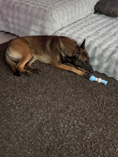 A medium-sized dog with brown fur lies on a dark brown, shag carpet. The dog is lying on its side with its head resting on its paws. In front of the dog is a blue and white dog toy. Behind the dog, there are two fluffy white blankets. The scene is indoors. The image does not provide any information about the city of มาบฟักทอง, Thailand.