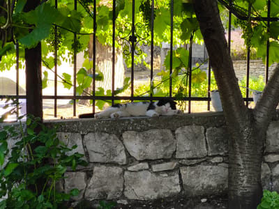 A black and white cat is sleeping on a stone wall. The wall is made of large, irregularly shaped stones. Behind the wall, there is a black metal fence with green leaves and small grapes hanging from vines. Sunlight filters through the leaves, creating dappled patterns. In the background, there are trees, buildings, and a light-colored pot. The scene appears to be in an outdoor setting in Devnya, Bulgaria.