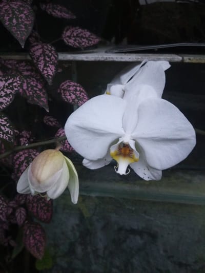 The image displays two orchid flowers and variegated foliage, located in the city of B. Nam Ngao, Laos. In the foreground, a fully bloomed white orchid, likely a Phalaenopsis species, presents prominent wide petals and a distinct central structure colored yellow and orange. This flower hangs downwards on the right side of the frame. To its immediate left and slightly below, an unbloomed orchid bud, pale cream to light green in color, is also suspended. The upper-left background features numerous oval-shaped leaves, characterized by dark green coloration densely speckled with bright pink patterns. Above the flowers, a horizontal, light-colored linear element, possibly a shelf edge or beam, is visible. The deeper background consists of a dark, irregularly textured surface, suggesting a wall or opaque backdrop. No human figures, specific interactions, or overt actions are discernible within the scene.