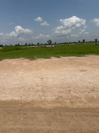 The image depicts a pastoral scene in Garin Dogo, Nigeria. The foreground is dominated by a dry, sandy, dirt path that takes up the right two-thirds of the frame. This path appears to be a well-trodden area, possibly a road or communal gathering space. To the left of the path, a vibrant green field stretches into the distance, creating a stark contrast with the dry ground. This field is dotted with numerous white cattle, some grazing and others standing idly.

The middle ground features a line of trees, some with sparse foliage and others appearing more robust, forming a natural border between the field and the horizon. Beyond the trees, the sky is a clear, bright blue, punctuated by several large, fluffy white clouds. The sunlight suggests it is daytime, likely mid-morning or early afternoon, given the bright illumination. The weather appears clear and sunny, though the clouds hint at the possibility of rain later.

The overall atmosphere is one of peaceful rural life. The presence of the cattle and the open fields are strong indicators of an agricultural or nomadic setting. There are no visible people or man-made structures other than the implied path. The scene conveys a sense of tranquility and the simple beauty of the Nigerian landscape.