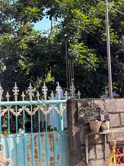 This is a media file showing an outdoor scene in Buleleng, Indonesia. The image is primarily focused on a weathered turquoise metal gate with ornate white decorative elements. Behind the gate, lush green foliage from a large tree is visible, with glimpses of blue sky through the leaves.

To the right of the gate, a textured concrete wall is prominent. Mounted on this wall is an outdoor electrical fixture, possibly a light or junction box, with some wiring and a faded, conical object resembling a paper lantern or shade. Above and to the right of this fixture, a small cluster of yellow and pink decorative elements, possibly part of an offering or decoration, is visible against a red brick wall with a geometric pattern.

The scene suggests a daytime setting, with bright sunlight casting shadows. The presence of the gate, the concrete wall, and the tropical foliage strongly points to a residential or commercial outdoor space in a tropical or subtropical region. There is no visible text in the image. The overall impression is one of an everyday outdoor environment, possibly slightly aged or showing signs of wear and tear on the gate and electrical fixture.