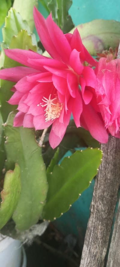 A close-up photograph captures a vibrant pink flowering cactus. The bloom, with its delicate, layered petals and prominent stamen, is the focal point. Surrounding the flower are the characteristic flat, green stems of the cactus, some of which appear to have small, light-colored spines along their serrated edges. In the background, a teal-colored surface and weathered wooden planks are visible, suggesting an outdoor setting. The image does not depict any people or specific actions, but rather a still life of a blooming cactus. The location in Тоқушы ауылдық округі, Kazakhstan is not visually ascertainable from the photograph itself.