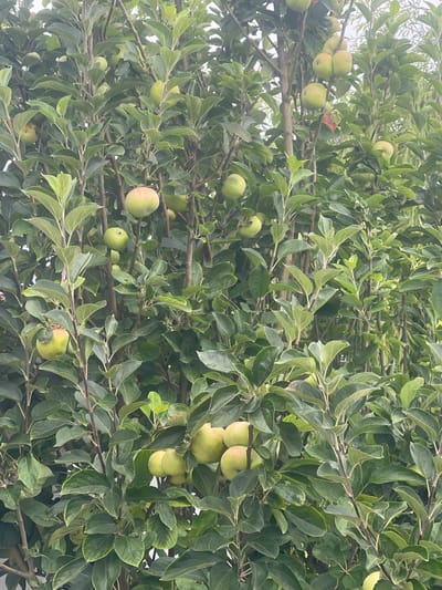 An apple tree is laden with green apples and verdant leaves against a bright, overcast sky. The branches are densely packed, creating a thick canopy. Some apples are nearly ripe, with a blush of red visible on one. No people are present in the scene. The image appears to be a close-up shot of the tree, with the background blurred, suggesting it might be in a garden or orchard. The location is stated to be São João das Lampas, Portugal.