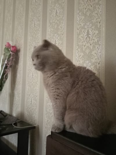 A light brown cat with its head turned to the left is sitting on a dark surface. The cat's fur is a uniform light brown color. The background consists of striped wallpaper with a floral pattern. To the left of the cat, there is a bouquet of pink roses, partially wrapped in clear plastic. In the lower left corner of the image, a dark table with a white cable is visible. The scene is indoors, with the lighting suggesting it is daytime.