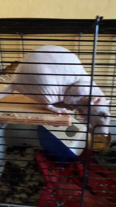The image depicts a hairless rat inside a cage. The rat is light pink in color and appears to be resting on a wooden platform. The cage is made of black metal bars and contains bedding material, a blue food or water dispenser, and a red object, possibly another piece of bedding or a toy. The background shows a yellow wall. No specific location in Daugavpils, Latvia is identifiable from the image.