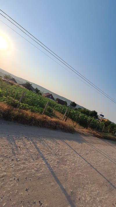 The image shows a rural landscape under a clear blue sky. In the foreground, a dirt road runs diagonally across the frame, with tire tracks visible on its surface. The road is illuminated by the low sun, casting long shadows from an unseen object. To the left of the road, a fence made of wooden posts and wire mesh separates the road from a field of green crops, likely corn, which extends into the middle ground. Behind the crops, several houses with red-tiled roofs are visible, nestled among trees and on a gentle hillside. In the far background, rolling hills are visible under the bright sky. A few power lines are strung across the upper portion of the image. The overall impression is one of a tranquil, rural setting in Sărata-Galbenă, Moldova, likely captured during the late afternoon or early morning given the low angle of the sun.