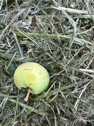 A single, small, green apple rests on a bed of dry hay. The apple is slightly bruised and has a short, brown stem. The hay is composed of various dried grasses and stalks, creating a textured, muted green and brown background. The image appears to be taken from a close-up, overhead perspective. No people are visible in the scene. The location is described as the city of Myronivka, Ukraine.