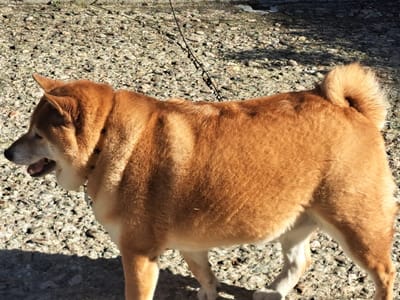A reddish-brown Shiba Inu dog, exhibiting white fur on its chest, belly, and lower legs, stands facing left in profile on a light-colored gravel surface. The dog wears a black collar adorned with multiple small star patterns, from which a thin, dark leash extends upwards out of frame. Its mouth is slightly open, and its ears are erect. The tail is tightly curled over its back. Bright sunlight illuminates the scene, casting distinct shadows, including a prominent dark shadow diagonally across the lower left foreground. The environment consists solely of varied sizes of light-colored gravel stones. This scene takes place in Shirakawa, Japan.