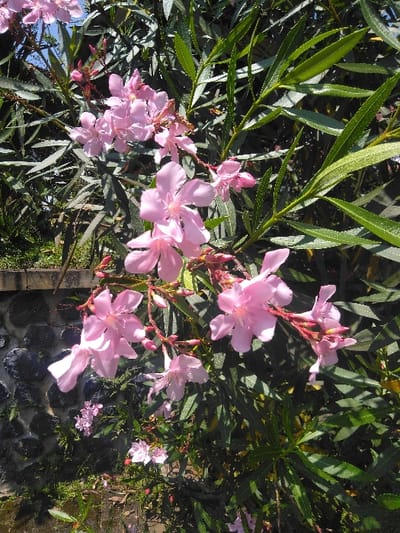 The image displays a close-up view of a flowering oleander shrub (Nerium oleander) situated in Nová Bystřice, Czechia. The plant is dominated by clusters of light pink, five-petaled blossoms and darker pink flower buds, interspersed with abundant elongated, dark green leaves. In the lower-left background, a section of a stone wall constructed from irregular, dark-colored rocks with visible mortar is present, exhibiting small green plant growth within its crevices. A small patch of clear blue sky is visible at the upper left of the frame. The scene is brightly lit by natural sunlight, casting distinct shadows and highlighting the plant's features. No individuals or active interactions are depicted.