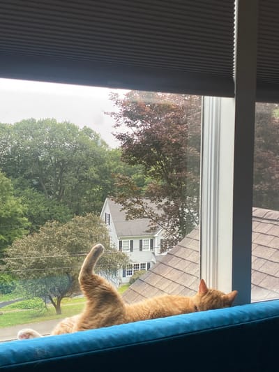 An orange tabby cat is observed lying on its back on a teal blue upholstered surface, likely a window seat or couch, positioned directly in front of a large window. The cat's left hind leg is extended vertically upwards, while its right hind paw, showing white fur, is visible near the bottom left of the frame. The cat's head is oriented towards the right, out of primary view, resting low on the surface. Above the window, a dark gray cellular blind is partially drawn.
Through the window, an outdoor residential environment in Ridgefield, United States, is visible under an overcast sky. The midground features a prominent two-story white house with dark shutters and a gray gabled roof. Surrounding the house and filling the background are numerous deciduous trees with varying shades of green and reddish-brown foliage. A paved road or driveway curves into the left background, partially obscured by a tree. The immediate outdoor foreground shows a section of a gray shingled roof, likely belonging to the same structure from which the image is captured.