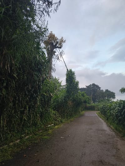 A narrow, paved road stretches into the distance, flanked by dense greenery. Lush vegetation engulfs the roadside, obscuring the land. A tall, skeletal tree stands amidst the foliage, its branches reaching towards a sky veiled in gray clouds. The scene exudes a tranquil atmosphere.