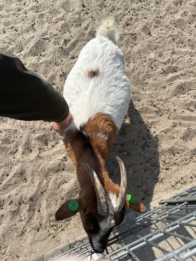 A high-angle medium shot depicts a goat in an enclosure. The goat is brown and white with horns and is collared. A hand is shown reaching for the goat. The ground is dry and sandy. A section of a metal fence is on the right side of the frame. The location is Utrecht, Netherlands.