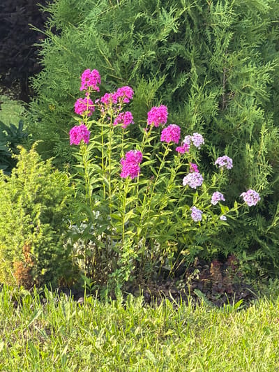 A cluster of bright pink phlox flowers blooms prominently in the foreground, interspersed with a few lighter pink and white blossoms. The flowers are supported by tall, green stems and surrounded by lush green foliage. Behind the flowers, a large, dense evergreen tree forms a textured green backdrop. To the left of the phlox, a smaller, conical evergreen shrub is visible, its foliage tinged with yellow and brown in places. The ground in front of the plants is covered with vibrant green grass, with some weeds and dried leaves visible. The scene appears to be a garden or park area, likely in Oreshniki, Russia, given the context. The lighting suggests it is a sunny day. There are no people or animals present in the image.
