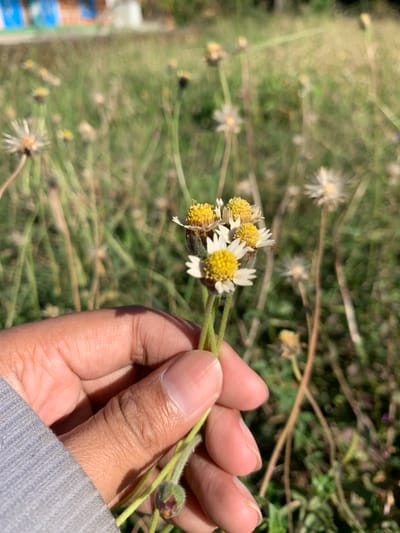 A hand, wearing a gray sweater, is holding a small bunch of white and yellow wildflowers. The background is a field of dry grass and more wildflowers, with a blurred building in the distance. The scene is outdoors, likely in a rural or suburban area.