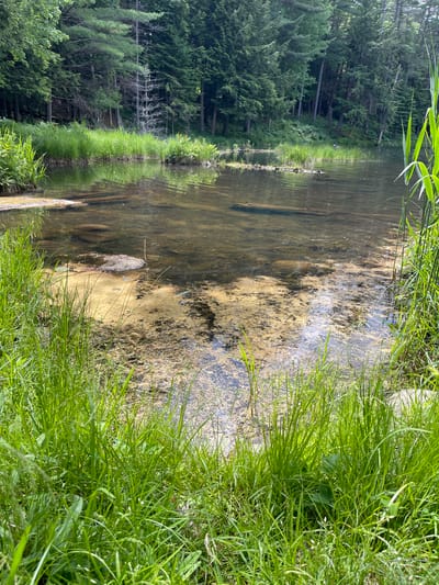 The image depicts a natural scene in Greig, United States, featuring a body of water surrounded by lush greenery and dense trees. The water's surface is partially obscured by algae and aquatic plants, with visible submerged logs and rocks. The foreground is dominated by tall, vibrant green grass, which extends towards the water's edge. In the background, a thick forest of evergreen trees rises, creating a natural backdrop to the scene. The lighting suggests it is a bright, sunny day, casting reflections on the water's surface. No people or animals are visible in the image.