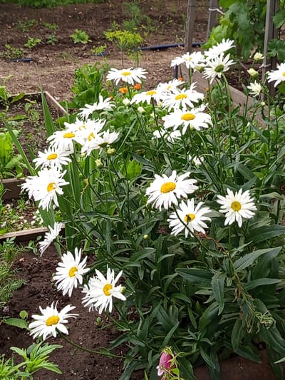 A cluster of white daisies with yellow centers are in full bloom in a garden. The daisies are the main subject, filling the foreground and mid-ground of the image. They are of various sizes and stages of bloom, with some fully open and others just beginning to open. The flowers have delicate white petals radiating from a bright yellow disc. Green stems and leaves surround the flowers, creating a lush and vibrant contrast.
In the background, the garden bed appears to be tilled soil, with some dry leaves scattered on the ground. There are hints of other plants and vegetation, including some taller, thinner plants and some leafy greens. A wooden border or raised garden bed is visible to the left and right. In the upper right corner, parts of a wooden trellis or fence can be seen, with green leaves of a climbing plant visible.
The lighting suggests it is daytime, likely with overcast or diffused sunlight, as there are no strong shadows. The overall impression is of a peaceful and thriving garden scene. There is no visible text in the image.