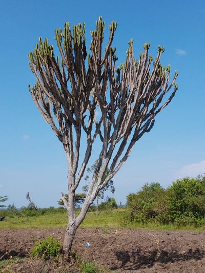 A candelabra tree stands prominently against a clear blue sky in a field of tilled soil. Its multiple, ribbed branches ascend, topped with green sections. Low-lying vegetation and trees are visible in the background, stretching towards the horizon under the bright daylight. A plastic bag rests near the tree's base on the soil.