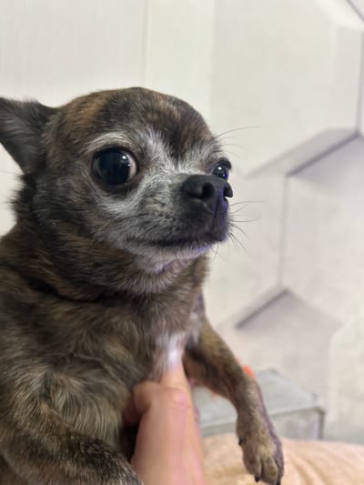This is a close-up, eye-level, portrait-style photograph of a small, brindle-colored chihuahua dog. The dog is being held by a person's hand, visible in the lower portion of the frame. The dog's face is the primary focus, with its large, dark eyes and black nose clearly visible. The background consists of a light-colored wall with a subtle textured pattern, possibly wallpaper. The lighting is soft, with some blueish reflections visible on the dog's nose. The dog appears to be looking slightly to the right of the camera. The environment suggests an indoor setting, likely a home. There is no discernible indication of the city of Мирный, Russia within the image itself.