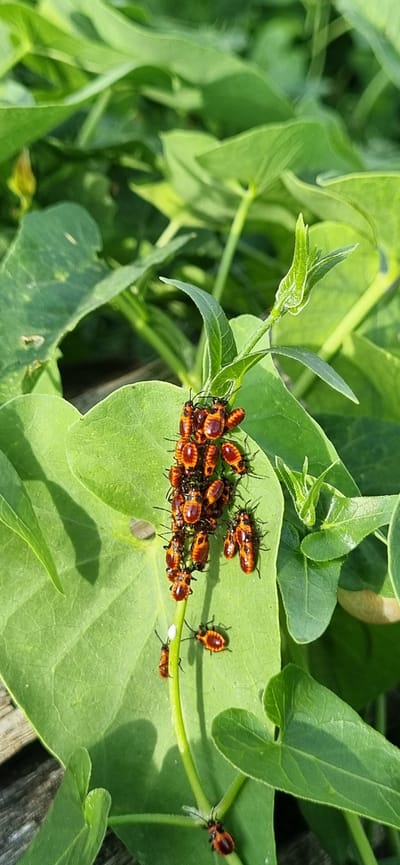 A cluster of small, orange and black insects are gathered on a vibrant green leaf and stem. The insects, appearing to be nymphs, have segmented bodies and prominent antennae. They are clustered together, with some individuals spread out along the stem. The leaf is broad and heart-shaped, with a smooth texture. The surrounding environment is lush with green foliage, suggesting an outdoor setting during daylight. The lighting indicates a sunny day, casting shadows on the leaves. The scene is close-up, focusing on the insects and the plant they inhabit. There is no visible text in the image. The location context provided is Blizhnee, Ukraine.
