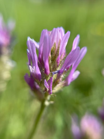 A close-up photograph features a purple flower with a cluster of elongated petals, some tinged with blue at their tips. The flower is the central subject, with the stem extending towards the blurred background. The background is a soft green, suggesting foliage. The scene is likely in Popasne, Ukraine.