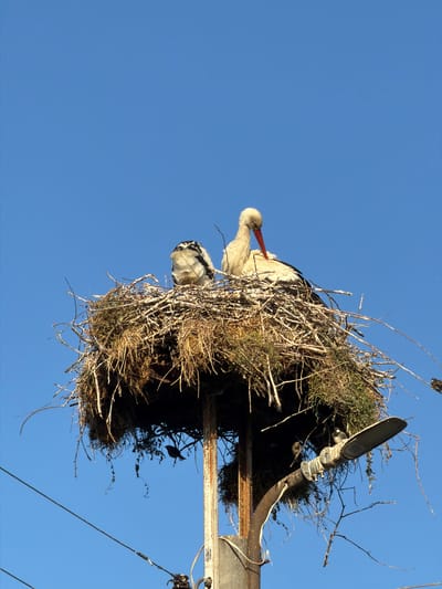 In Tvarditsa, Bulgaria, a large stork's nest constructed from branches and grass is perched atop a utility pole against a clear blue sky. Two storks are visible within the nest. One, a larger white and black stork with a red beak, is actively preening itself. Another, smaller bird with predominantly black and white plumage, is tucked into the nest, facing away from the camera. A third, small bird is perched on a thin branch hanging from the underside of the nest. The utility pole itself is weathered and shows signs of rust, with wires extending across the lower part of the frame.