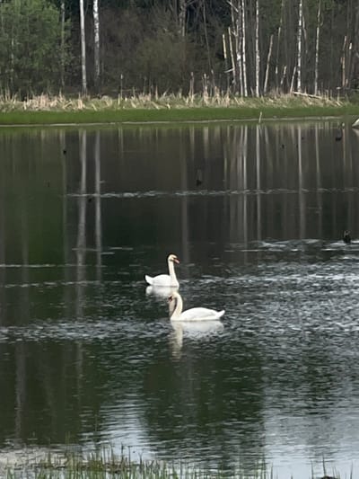 Two white swans are swimming in a pond near a fountain in Kamennyi Kliuch, Russia. The pond is bordered by trees and a grassy area.