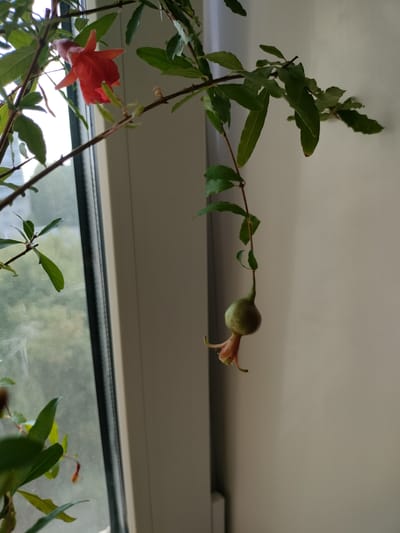 This image captures a close-up view of a potted pomegranate plant near a window. The plant features lush green leaves and branches. A prominent bright red flower is in bloom on the left side of the frame, while a small, developing green fruit hangs from a stem on the right. The background consists of a window with a view of greenery outside, suggesting it's daytime. The scene is indoors, near a window, likely in a home environment. No people are visible in the frame, and there is no visible text. The lighting suggests it is either morning or afternoon, with natural light coming from the window. The overall mood is peaceful and highlights the natural beauty of the plant.