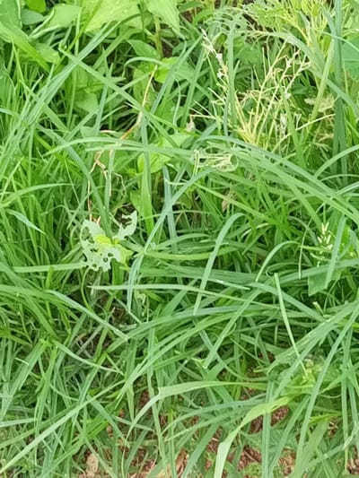 A close-up, medium shot captures a dense patch of green grass in Zinna, Nigeria. The blades of grass are long and varied in length, creating a natural, somewhat wild appearance. Some blades exhibit damage, with holes and tattered edges, suggesting insect activity or natural decay. In the lower left quadrant, a single leaf stands out, distinctly perforated with numerous holes, some of which have created a lace-like effect. The background is a blur of more green foliage and hints of brown earth, indicative of an outdoor, natural environment. The lighting is diffused, suggesting an overcast day or the shade of larger plants. There are no people or animals visible in the frame.