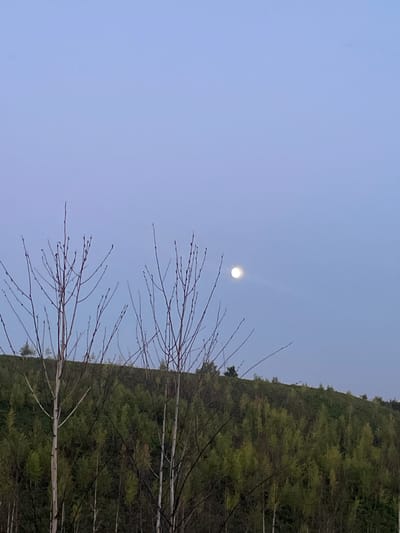 This is an outdoor, daytime, vertical shot of a gently sloping, tree-covered hill under a pale blue sky. In the upper right quadrant of the image, a full moon is visible. In the foreground, bare branches of two deciduous trees extend upwards and inwards from the left and right sides of the frame, respectively. The hill is densely populated with trees exhibiting light green foliage. The lower portion of the image is dominated by the tree trunks and branches in the foreground and the dense canopy of the hill. The sky is clear and features a subtle gradient of color, appearing lighter near the horizon and deepening to a slightly more saturated blue towards the top. The scene is serene and natural, with no visible human presence or activity.