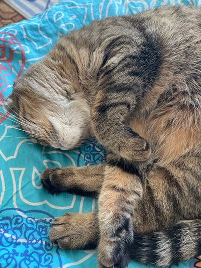 A tabby cat is sleeping curled up on a blue and white patterned blanket. The cat's fur is a mix of brown, black, and tan stripes. Its eyes are closed and its whiskers are spread out. The blanket has a repeating floral pattern. The image appears to be taken indoors, possibly in a bedroom or living room. There is no indication of the location in Dzerzhinsk, Russia, or any other specific geographical information.
