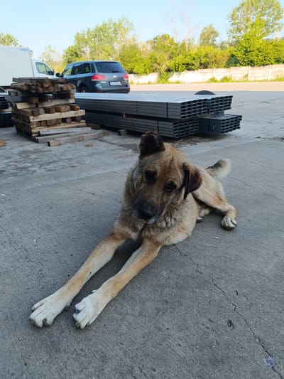 A medium-sized, tan and brown dog is lying on a concrete surface. The dog is looking towards the left of the frame with its head slightly tilted. In the background, there are stacks of metal beams and wooden planks. To the left of the stacks, a white delivery truck is partially visible. Further in the background, a dark blue SUV is parked, and behind it, trees and a concrete wall can be seen. The scene appears to be an outdoor industrial or storage area. This image was taken in Târgu Jiu, Romania, in a location likely near the Jiu River, as suggested by the presence of construction materials and open spaces typical of industrial zones in the city.