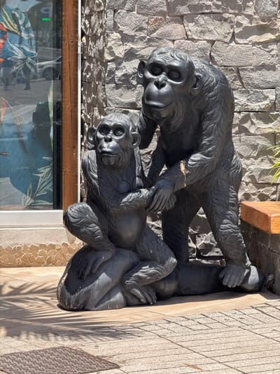 The image shows a sculpture of two chimpanzees made of dark material, possibly bronze or cast iron, situated outdoors in Adeje, Spain. The larger chimpanzee stands behind a smaller one, with its hands resting on the smaller chimp's shoulders and back. The smaller chimpanzee is seated. The sculpture is placed in front of a stone-clad wall and next to a glass-fronted building with a wooden frame. A wooden bench is visible to the right of the sculpture, and patterned paving stones form the ground. Shadows from palm fronds are cast on the paving stones. The overall setting suggests a public outdoor area, possibly a commercial or recreational space.