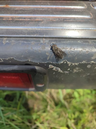 A horse fly is perched on a dark, weathered surface, possibly part of a vehicle bumper or railing. The surface has a textured, somewhat peeling appearance with lighter colored patches and some visible rust. The fly is positioned facing left, with its body angled slightly upwards. Its wings are folded over its back, and its legs are visible gripping the surface. Below the dark surface, a red taillight assembly is partially visible, enclosed by a black frame. The background consists of out-of-focus green grass and foliage, suggesting an outdoor environment. The image does not contain any discernible elements that would indicate a specific location in Bakhmut, Russia.
