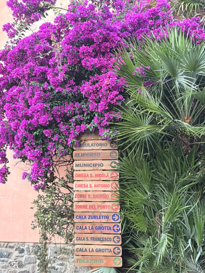 This is a medium-shot, eye-level, vertical photograph of a vibrant scene featuring lush purple bougainvillea flowers and green palm fronds. The bougainvillea spills over a coral-colored wall, creating a dense, colorful canopy. Behind the flowers, several palm trees display their long, slender fronds, some reaching into the frame from the top and side.

In the lower right quadrant of the image, a series of wooden signs are partially obscured by the foliage. These signs appear to be directional markers, with text printed on them, some in black and some in blue. The visible text includes: "AMBULATORIO", "ELIPORTO", "MUNICIPIO", "CHIESA S. NICOLA", "CHIESA S. ANTONIO", "FORTE S. GIORGIO", "TORRE DEL PORTO", "CALA ZURLETTO", "CALA LA GROTTA", "CALA S. FRANCESCO", and "TREKKING". These signs, along with the location context of Capraia Isola, Italy, suggest this is a scenic path or trail on the island, likely indicating directions to various landmarks and points of interest.

The lighting suggests it is daytime, possibly with overcast skies or diffused sunlight, as there are no harsh shadows. The overall impression is one of natural beauty combined with functional signage, characteristic of a tourist or hiking area in a Mediterranean setting. The abundance of flowers and greenery creates a feeling of lushness and tranquility.