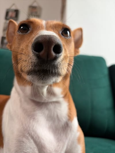 The image is a close-up, low-angle, indoor shot of a Jack Russell terrier. The dog's face, particularly its nose and eyes, is the primary focus. Its fur is predominantly white on its chest and muzzle, with tan markings on its head and ears. Long whiskers are visible extending from its muzzle. In the background, a blurred, dark green couch is visible, along with a sliver of a white wall and some out-of-focus framed pictures. The lighting suggests an indoor environment, possibly a living room. There is no discernible information about the city of Salford, United Kingdom, within the image itself.